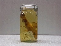 藏品(多帶海緋鯉)的圖片